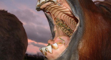 Kolik zubů má kůň a jak o ně správně pečovat, vady a léčba